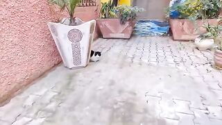 Tuxedo cat with adorable eyes is incredibly cute.