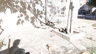 Pregnant mommy cat is angry with her big kittens.