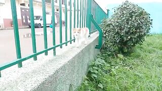 A cute cat talking to me with an irresistible meow.
