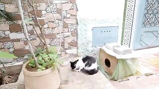 The kitten goes out of her house to explore what her mother is eating.