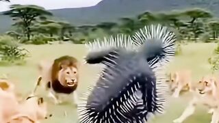 Good attempt to deceive the lions