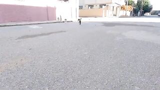The street kittens jumped into my lap for affection and food.