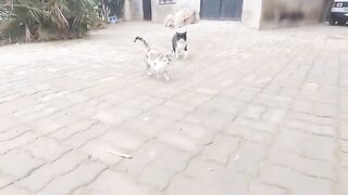 The one-eyed calico cat has a very cute companion.