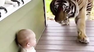 Brave cat&tinny just scared tiger away