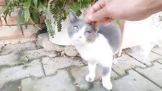 The handsome cat wants to know what you have spilled with his eyes.