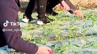 Chinese agri culture