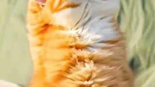 Super chuby cat fany