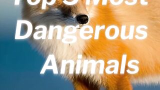 These 5 Animals Are More Dangerous Than You Think! ????????