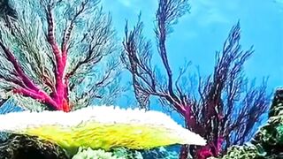 Beautiful nature