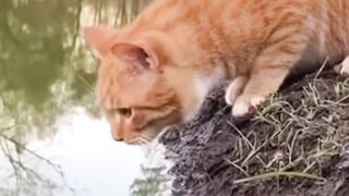 Unbelievable “Cat vs Fish” Moments