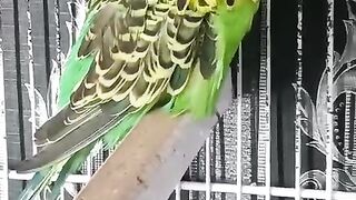 Yellowish parrot