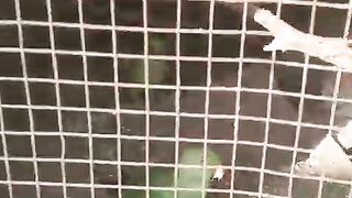 Parrot green