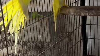 Parrots yellow