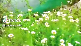 نقيلي أحلى زهرة يا فراشة نقيلي