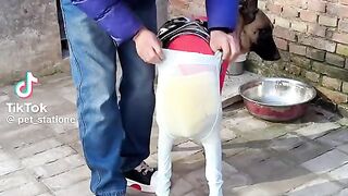 Larkiyan bhi to piari hi