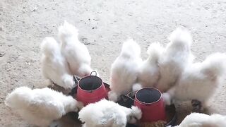 White chicken group