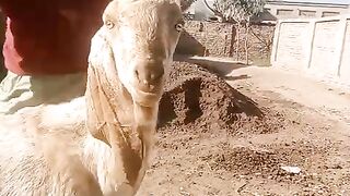 The sheep