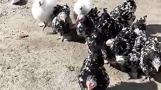 Group chicken
