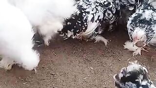 Percent of chicken