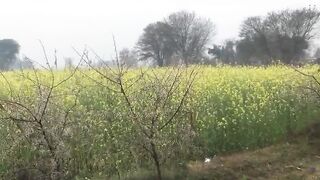 Beautiful Village greenery nature