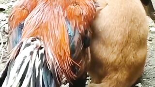 the story of the friendship of a cat and a chicken