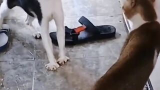 the cat behavior you've been waiting for u