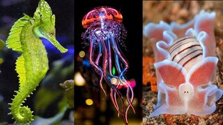 10 Most Beautiful Deep Sea Creatures You Must See to Believe