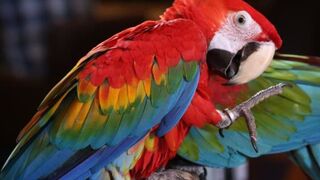 The 10 most beautiful animals in the world - the best your eyes will ever see ????????