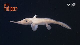 Amazing Sea Animals | Deep Sea - High Quality