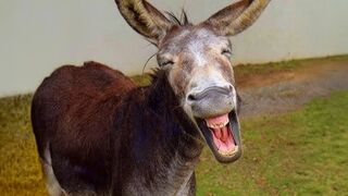 The funniest animals ???? The best animal videos ????