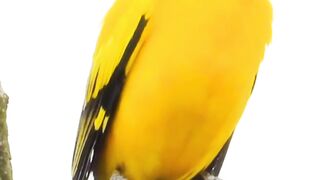 World Beautiful Birds #birds #cute #naturelover