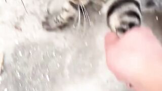 Cat angry