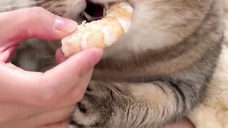 Cat eat fried shrimp