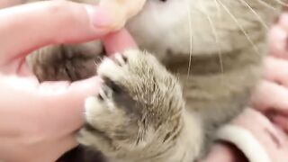 Cat funny eat bread
