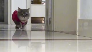 Cat find something