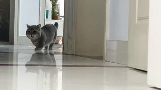 Funny cat looking for