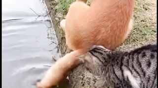 Gato pescando com rabo de cachorro