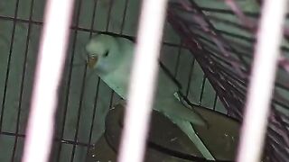 Parrot 100