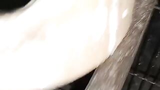 Zung zoo parrot