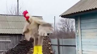 Flying Chicken Fails to Land!
