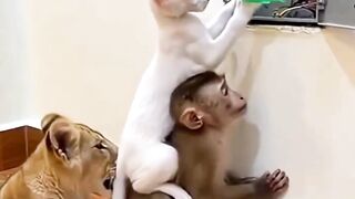 Is this animal cute... or is it just making a joke?