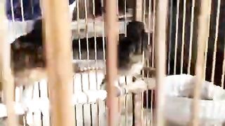 Ready to participate in the inter-village championship