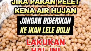 JIKA pakan PELET kena AIR HUJAN masih bisakah diberikan KE LELE❓
