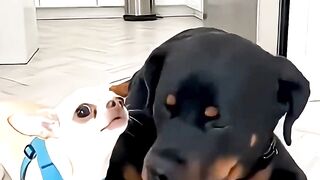 Chihuahua Vs. Rottweiler