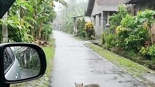 Cat and bird