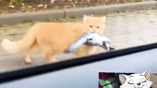 Cat and bird failed