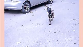 The dog dances to music