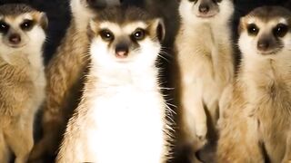 I have never seen these kinds of creatures #horror #creepy #scary
