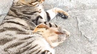 Animal friend cat funny