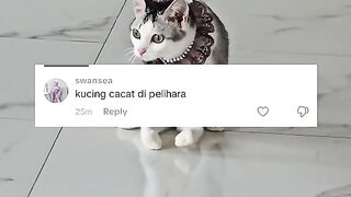 Jangan komen yang aneh aneh ya